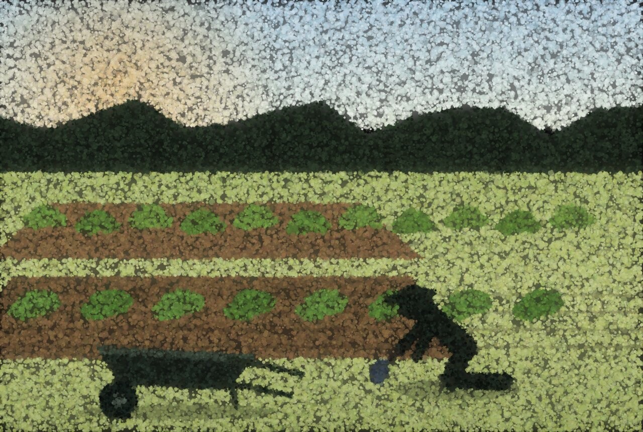 Someone kneeling at the edge of a vegetable bed in the afternoon with a wheelbarrow parked on the grass.