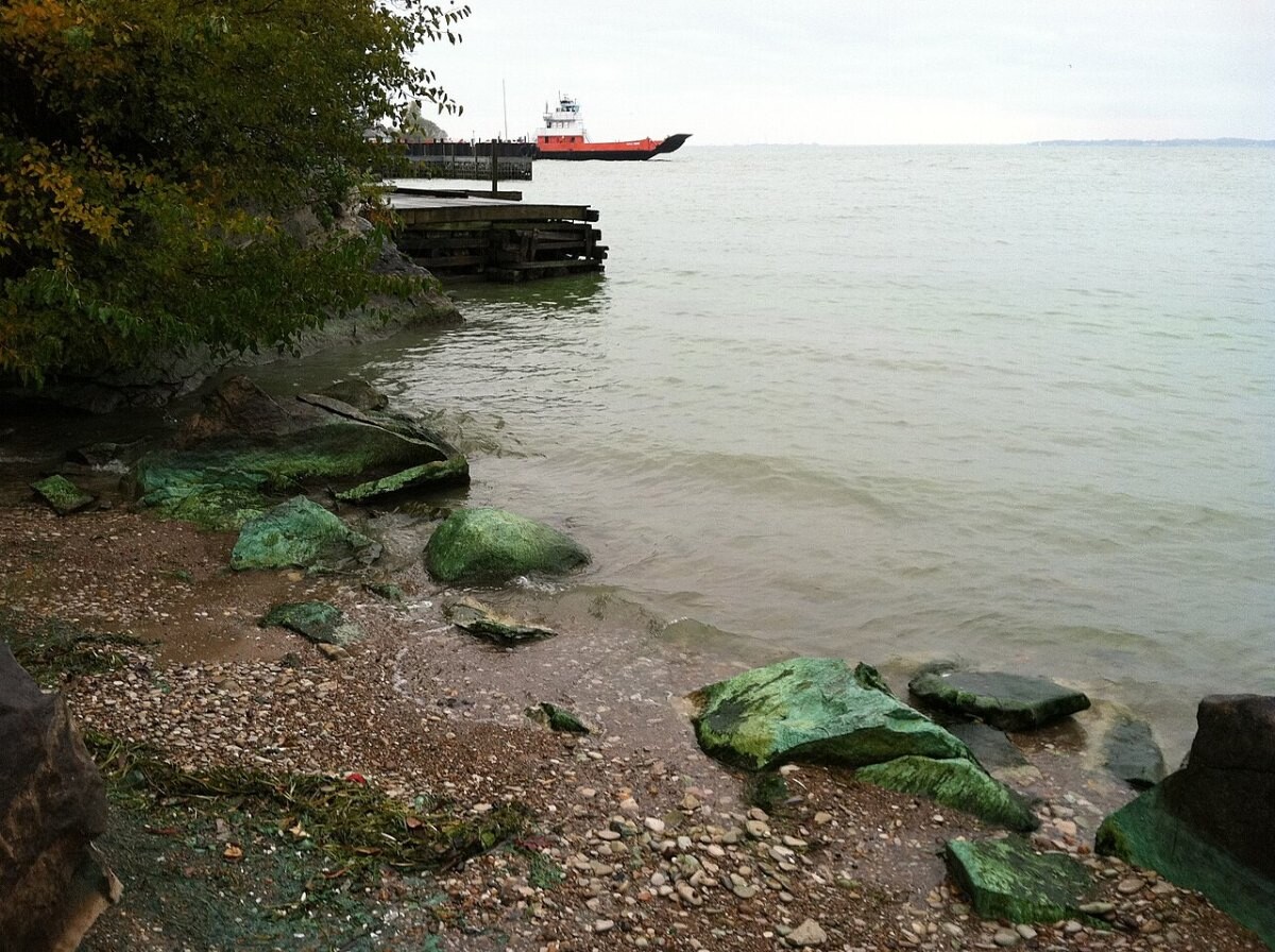 An algal bloom along the shore at Kelly's Island, Lake Erie