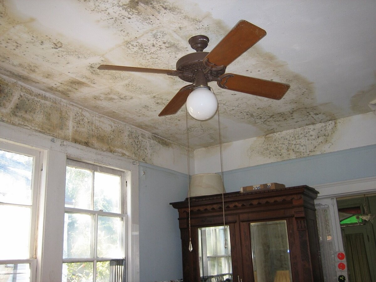 Mould on a ceiling