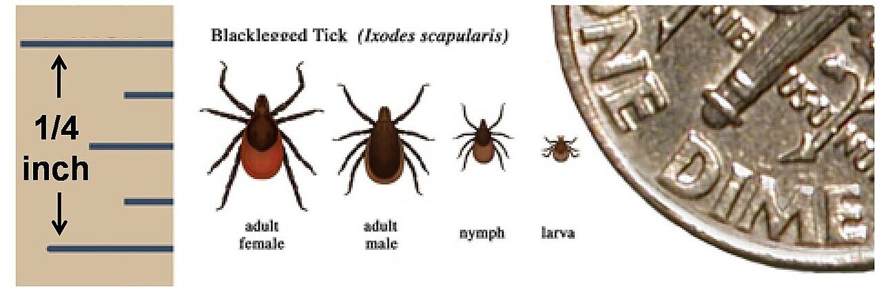 Blacklegged ticks at four life stages beside a ruler and a dime