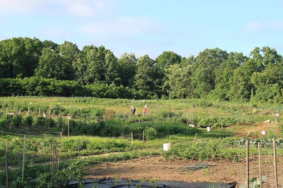 File photo of community garden plots