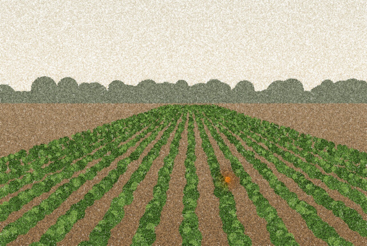 点描画:葉の茂った落花生の低い畝が、かすんだ空の下の広い畑に続き、遠くに木々の列がある。葉の間に琥珀色の光が一つ。