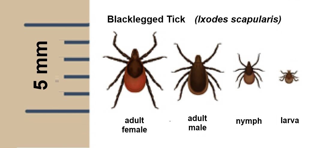 Black-legged ticks at different life stages next to a millimetre scale