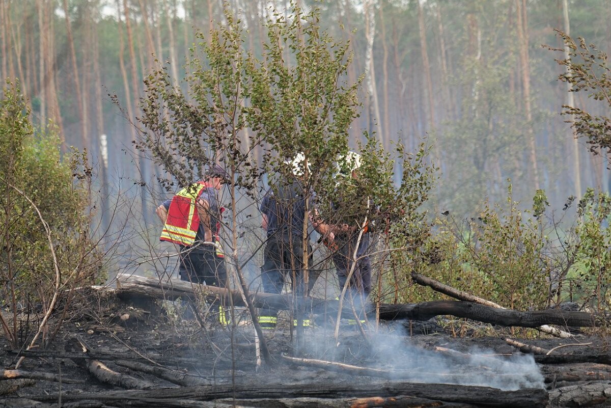 Firefighters dampening down a burnt forest after a wildfire
