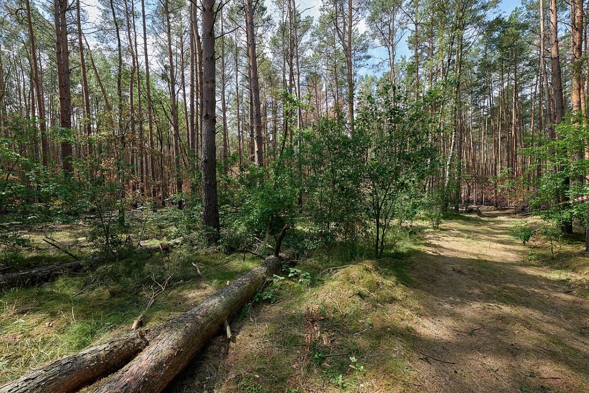 Blackened tree trunks in a fire-damaged pine forest